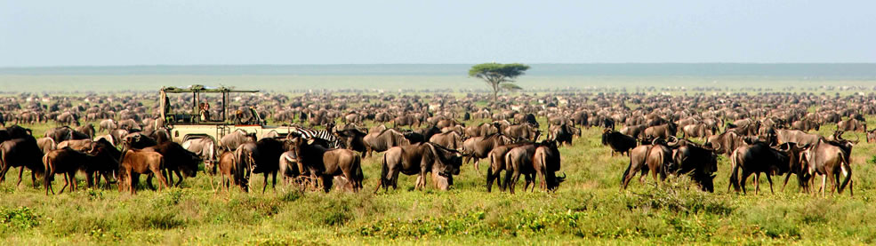 Once in a Lifetime Trips